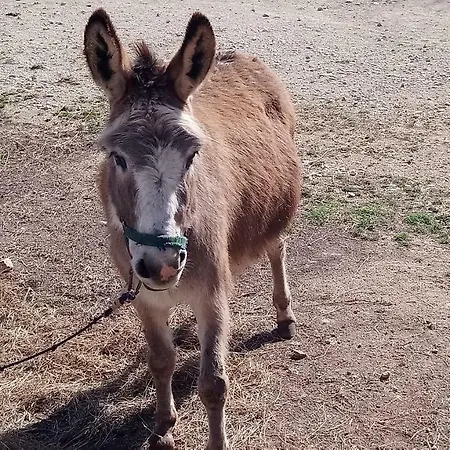 別荘 Casa Bozzero クルニカ