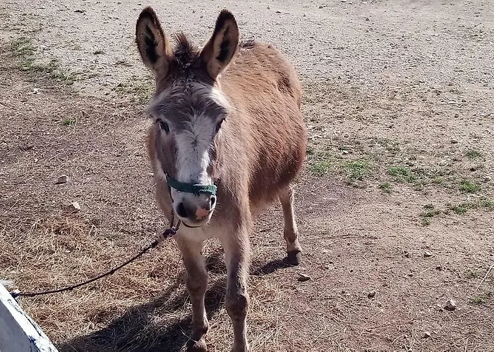 펜션 Casa Bozzero 크르니카